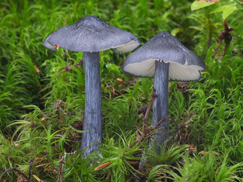 Entoloma nitidum